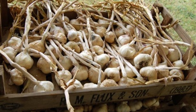 Isle of Wight, Things to Do, events, Isle of Wight Garlic Festival, Basket of Garlic Cloves
