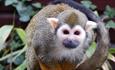 Squirrel monkey at Monkey Haven, sanctuary, Isle of Wight, Things to Do
