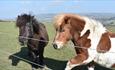 Two ponies in field at Hillside Farm Retreats, Self catering, Isle of Wight
