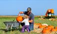 Picking Your Pumpkin at Tapnell Farm Park at Halloween event, Isle of Wight, What's On