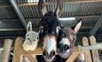 Three donkeys peering over the fence in the barn at Isle of Wight Donkey Sanctuary, animal attraction, what's on, event