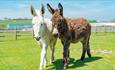 Two donkeys walking in the field at Isle of Wight Donkey Sanctuary, animal attraction, what's on, event