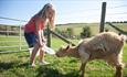 Girl feeding farm animal at Nettlecombe Farm, self catering, Isle of Wight