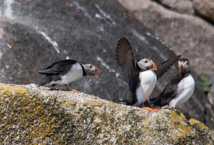 Puffins displaying