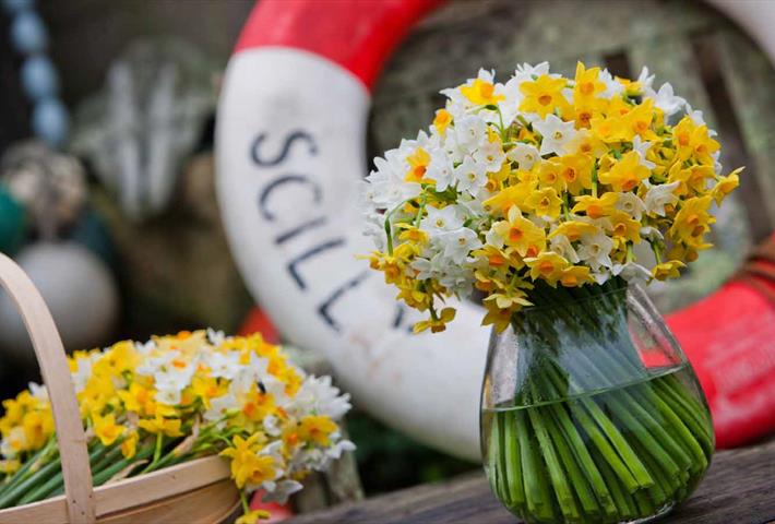 Scented narcissi by post fresh from the Isles of Scilly
