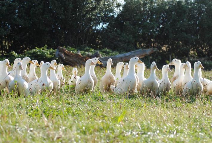 Salakee Farm Duck