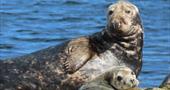 Mother and baby grey seals perched on rocks