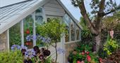 Brightly coloured flower filled terracotta pots, bronze aeoniums and purple agapanthus outside the entrance to Polreath traditional Scillonian glassho