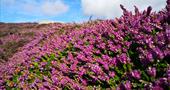 Bell Heather & Ling