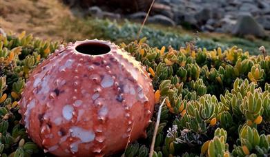 Urchin on grass.