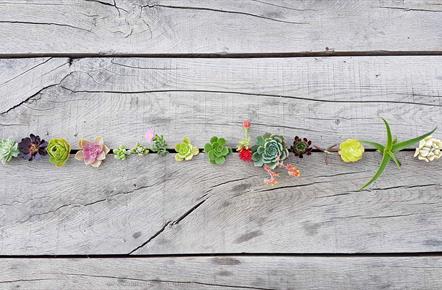 Succulents in plank of wood