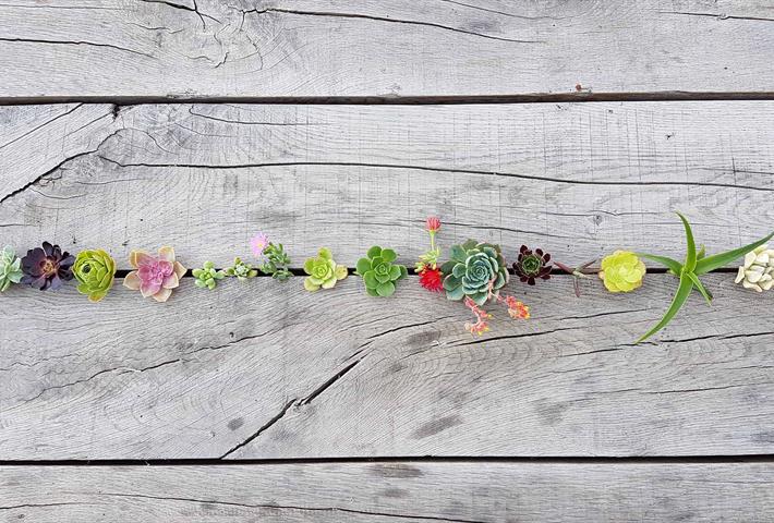 Succulents in plank of wood