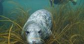 seal in the seaweed.
