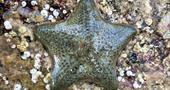 Green Starfish