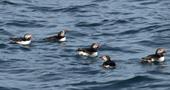 Puffins in the water
