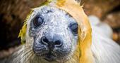 Close up of a seal