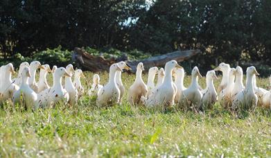Salakee Farm Duck