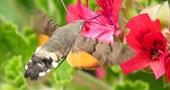 Hummingbird Hawk-moth visiting the vineyard