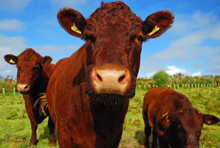 scilly_cow_close_up