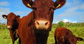 scilly_cow_close_up