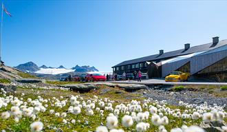 Midtsommer på Sognefjellshytta