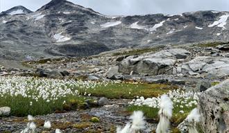 Frå Leirvassbu går ein gjennom Gravdalen mot Skogadalsbøen. Foto: Mari Arnøygard Wedum