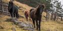 Icelandic horses at Fjelleventyret.