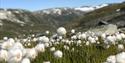 Cottongrass and green hillsides close to Krossbu.