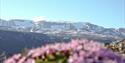 View over Hestbrepiggane.