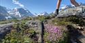 Flowers in front, mountains in the back, hiking in Visdalen.