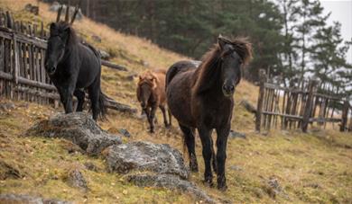 Icelandic horses at Fjelleventyret. 