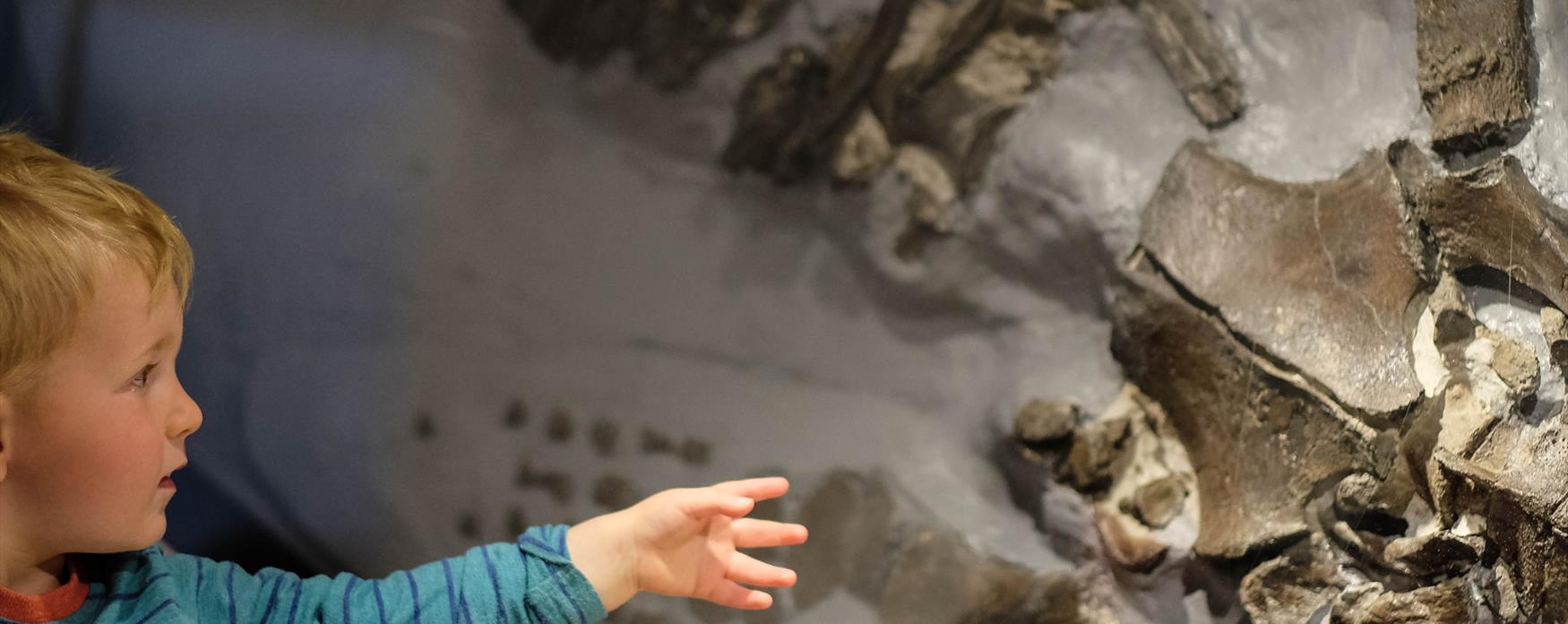 Exploring fossils at Bridport Museum