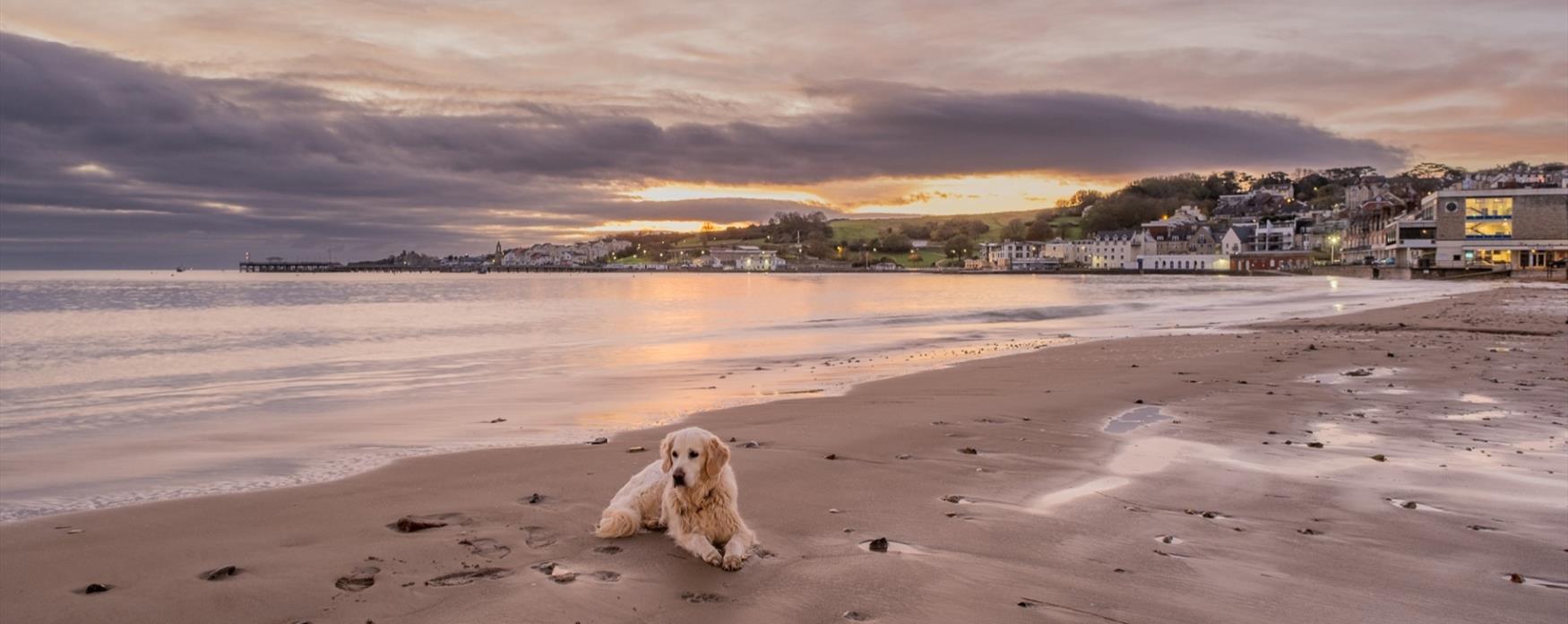 Dog on Swanage Beach