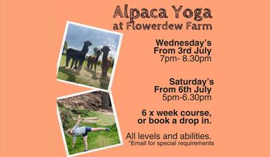 Alpaca Yoga With Claire At Flowerdew Farm
