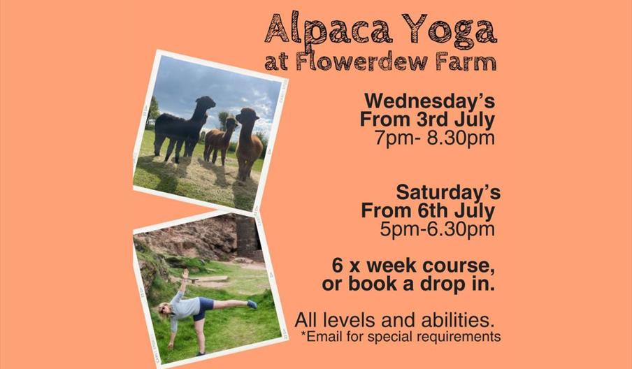 Alpaca Yoga With Claire At Flowerdew Farm