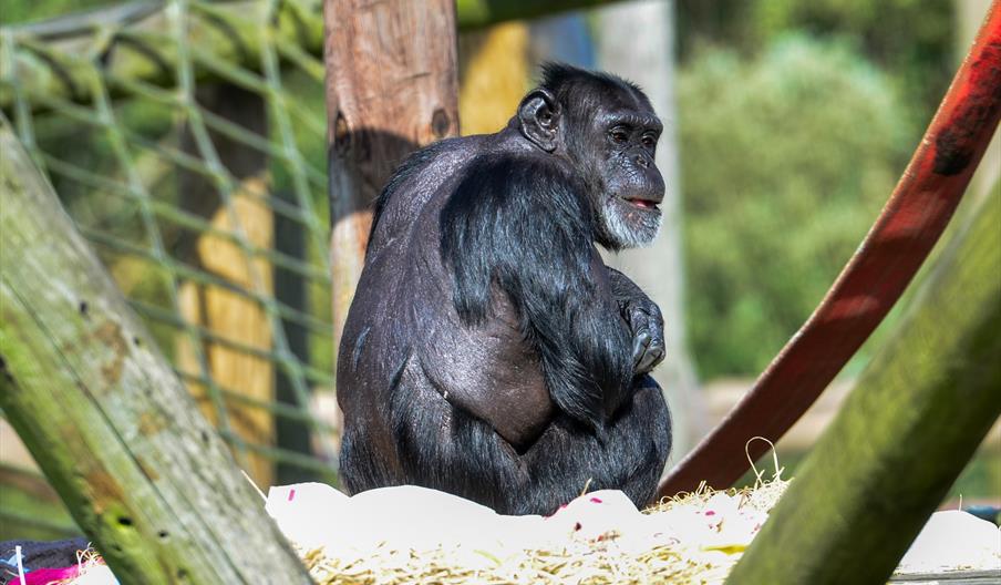 monkey world, wareham