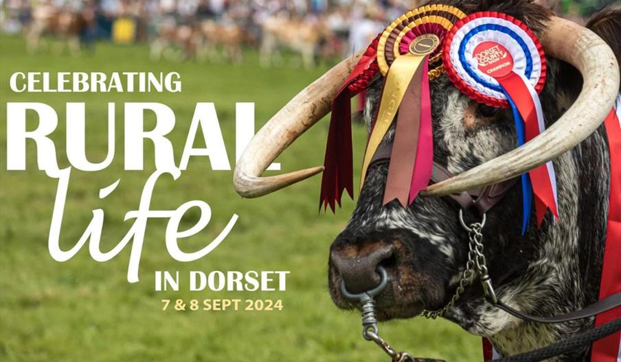 Poster for Dorset County show, showing a cow with horns with price winning ribbons on - date 7 and 8 september 2024