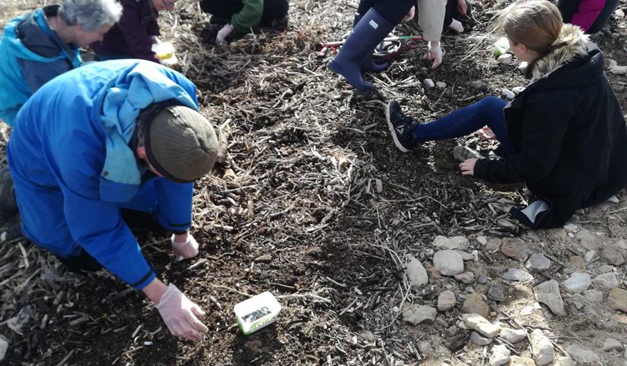 People knelt down on or sat down on a beach look for things in the seaweed