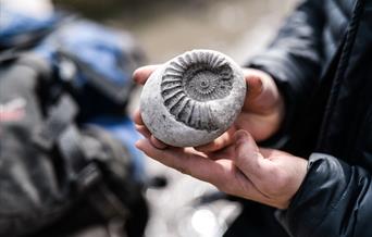 Lyme Regis Museum ammonite fossil