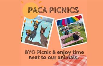 Paca Picnics