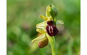 close up picture of a flower