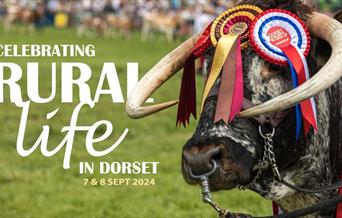 Poster for Dorset County show, showing a cow with horns with price winning ribbons on - date 7 and 8 september 2024