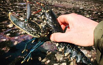 Image of a man holding a lobster