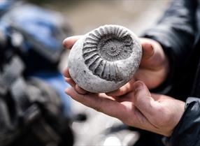 Fossil collecting on the Jurassic Coast