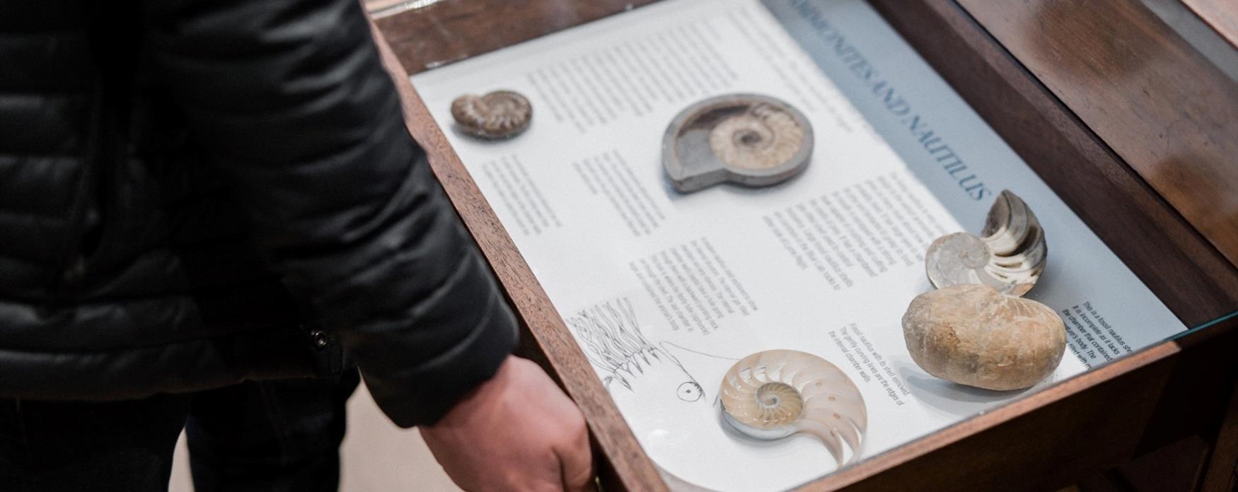 Fossils at Lyme Regis Museum