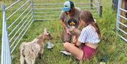 Flowerdew Farm goat experiences