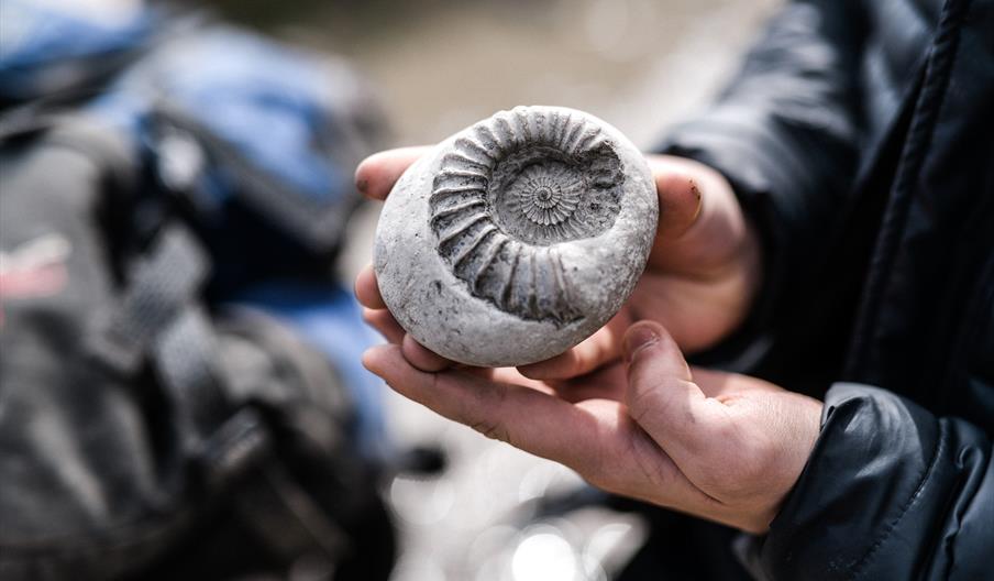 Lyme Regis Museum ammonite fossil