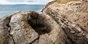 Lulworth Fossil Forest