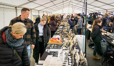 Photographic image showing people perusing the fossils on display at Lyme Regis Fossil Festival