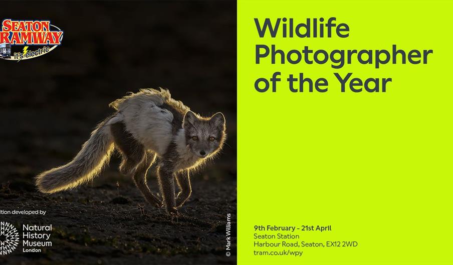 An image of a fox type animal looking at the camera lens advertising the Wildlife Photographer of the Year Exhibition at Seaton